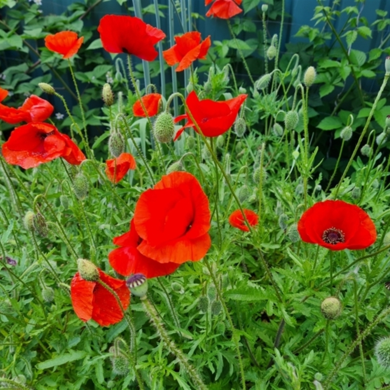 Papaver rhoeas