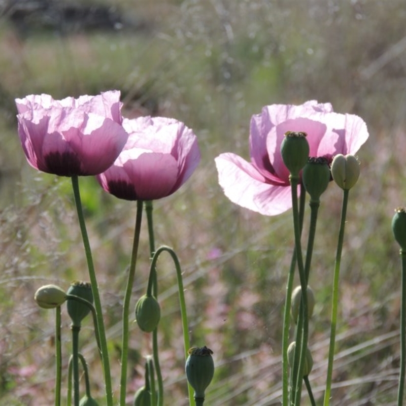 Papaver somniferum