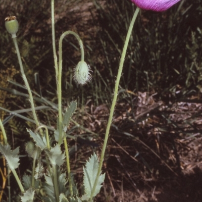 Papaver somniferum