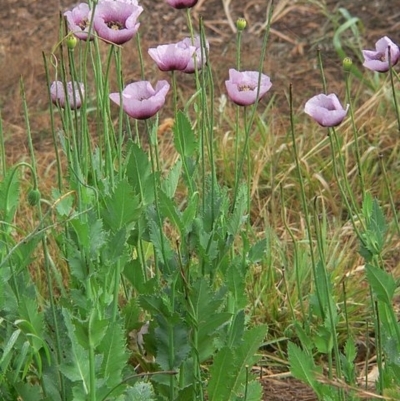 Papaver somniferum subsp. setigerum