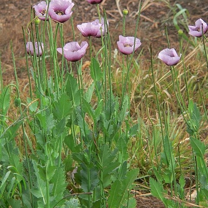 Papaver somniferum subsp. setigerum