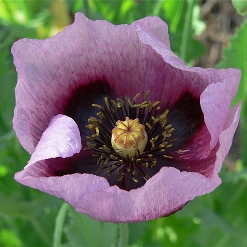 Papaver somniferum subsp. setigerum