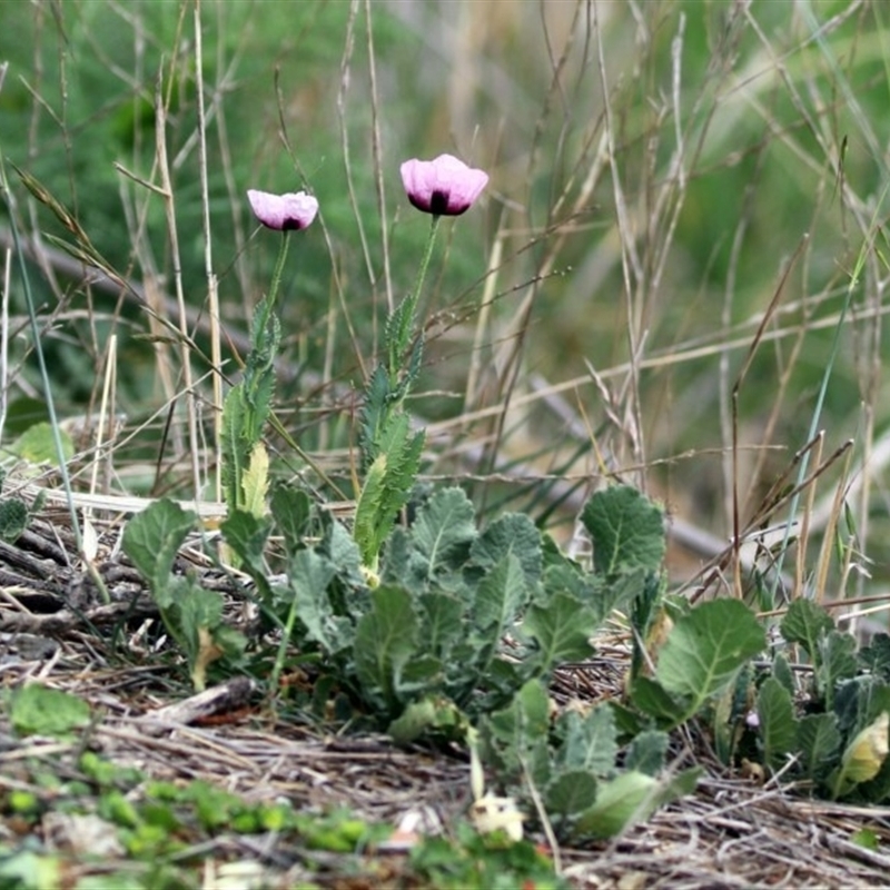 Papaver somniferum subsp. setigerum