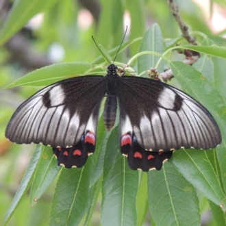 female