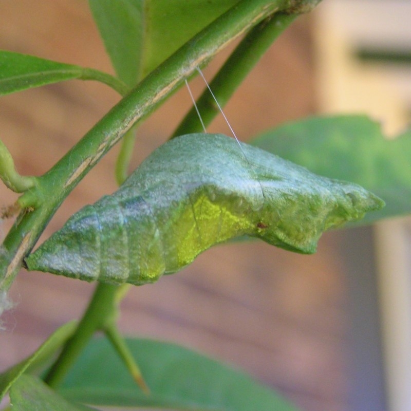 Papilio aegeus