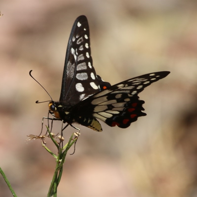 Papilio anactus