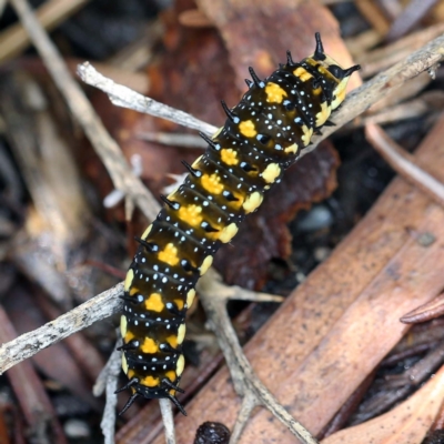 Papilio anactus