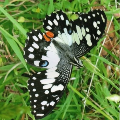 Papilio demoleus