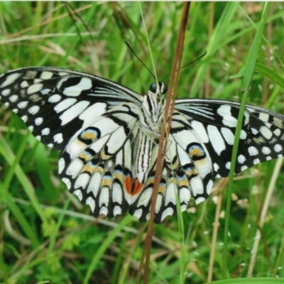 Papilio demoleus