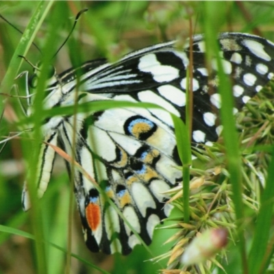 Papilio demoleus