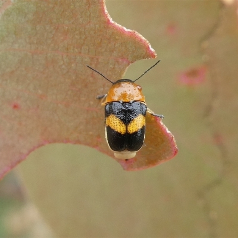 Aporocera (Aporocera) flaviventris