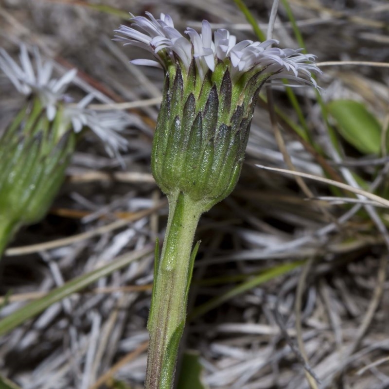 Pappochroma nitidum