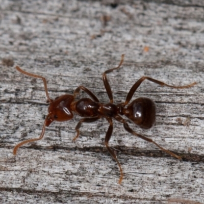 Papyrius sp (undescribed)