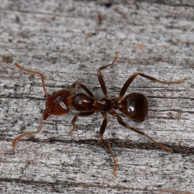 Papyrius sp (undescribed)