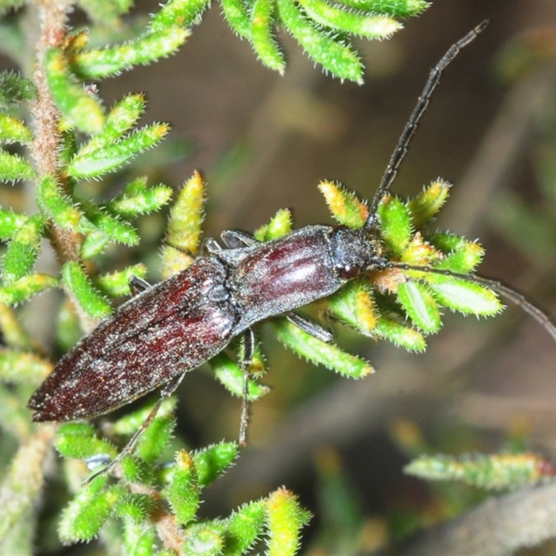 Paracrepidomenus filiformis