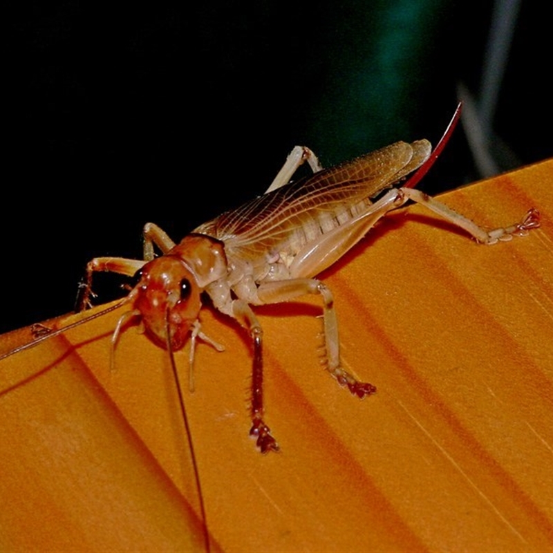 Max Campbell, Brogo, female