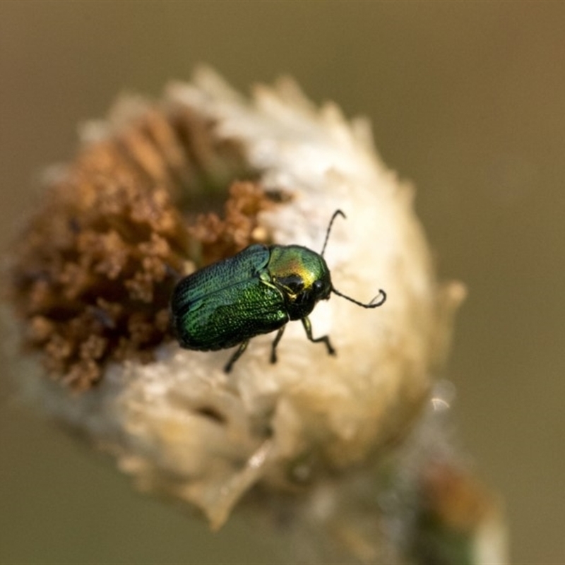 Aporocera (Aporocera) jacksoni