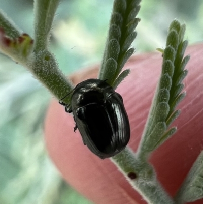 Aporocera (Aporocera) jacksoni