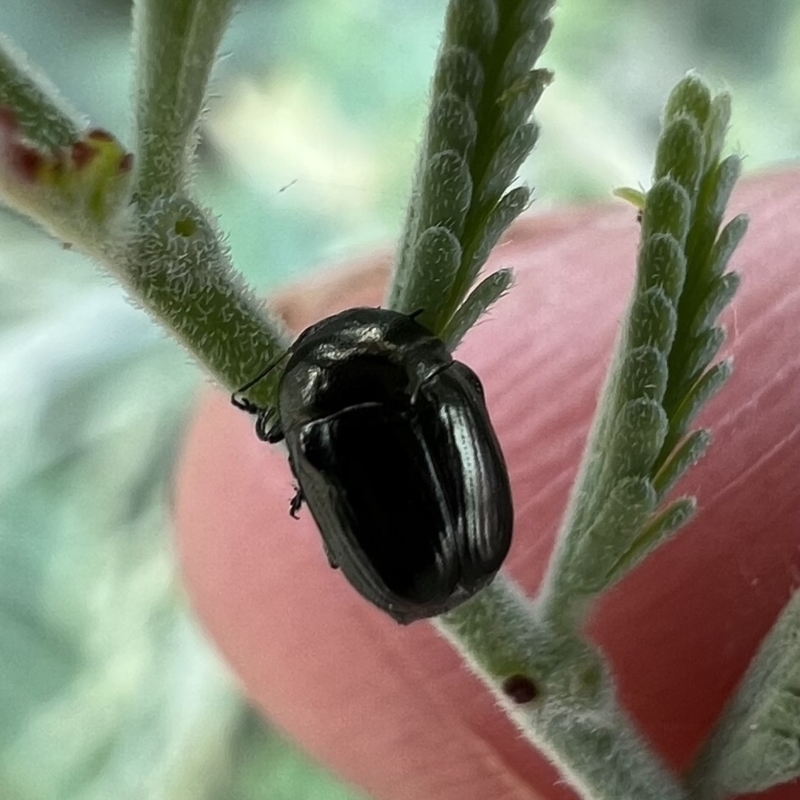 Aporocera (Aporocera) jacksoni