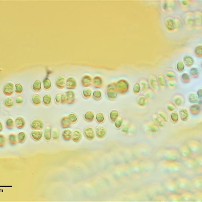 Parallela novae-zelandiae