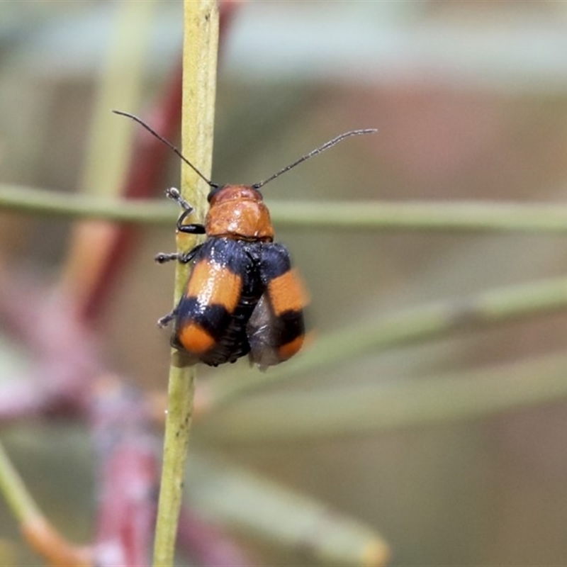 Aporocera (Aporocera) jocosa