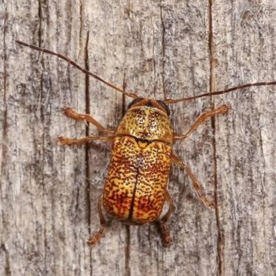 Aporocera (Aporocera) melanocephala