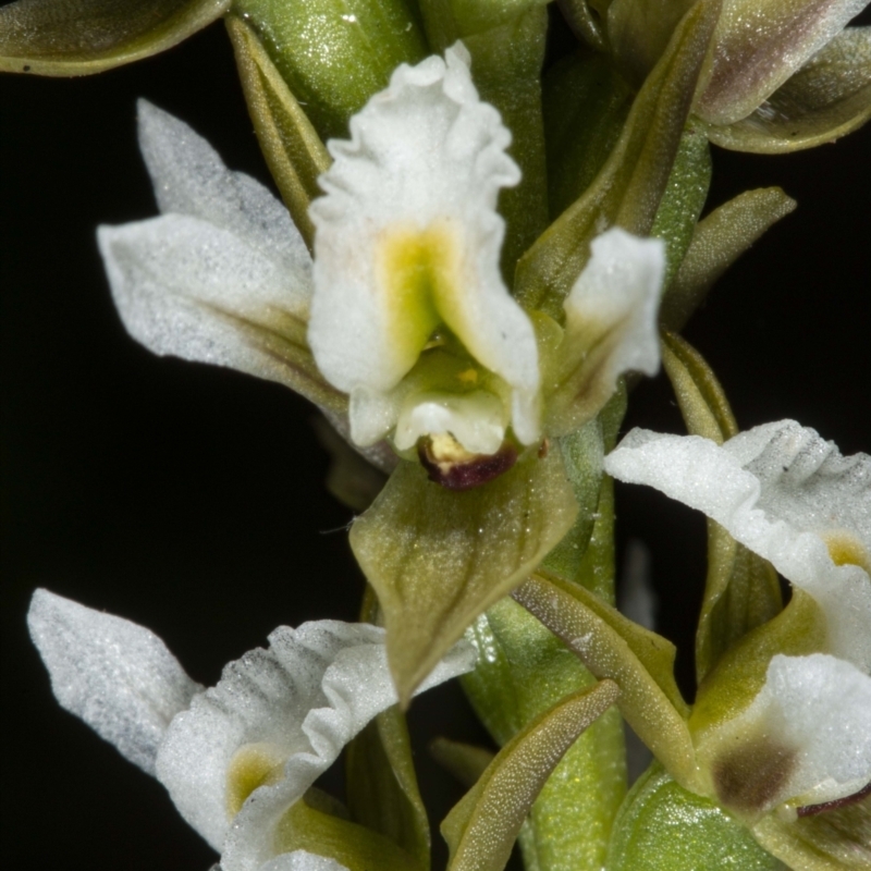 Paraprasophyllum jeaneganiae