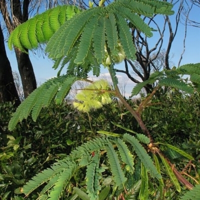 Paraserianthes lophantha subsp. lophantha