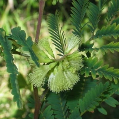 Paraserianthes lophantha subsp. lophantha