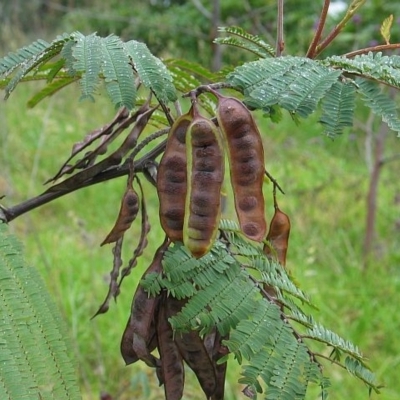 Paraserianthes lophantha subsp. lophantha