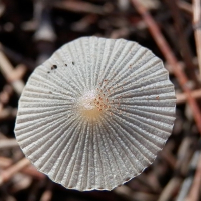 Parasola sp. (genus)