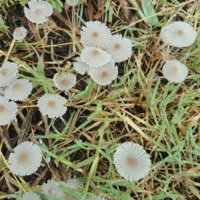 Parasola sp. (genus)
