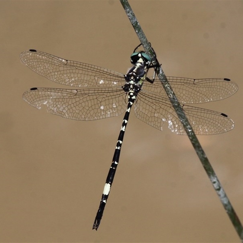 Parasynthemis regina