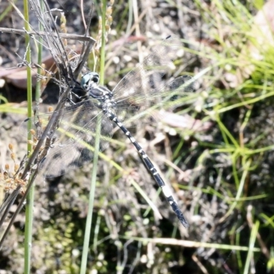 Parasynthemis regina