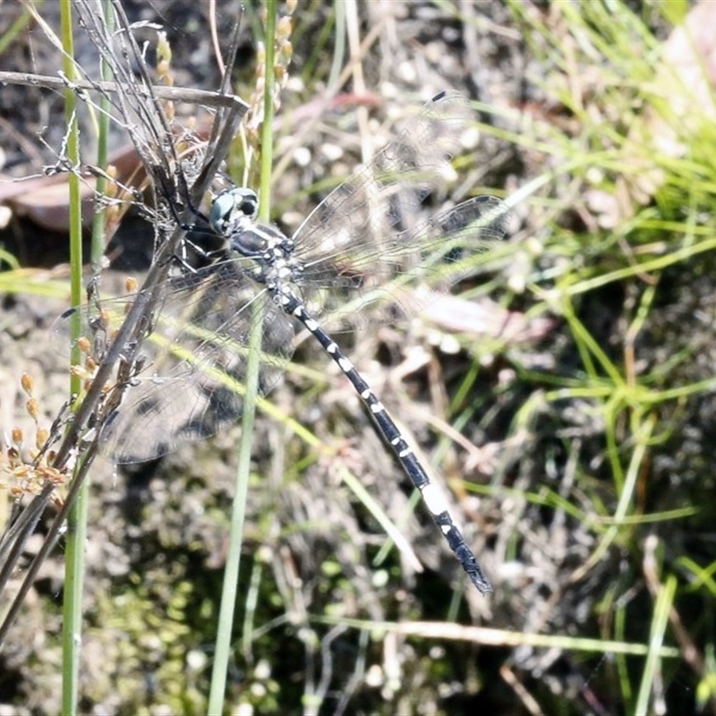 Parasynthemis regina