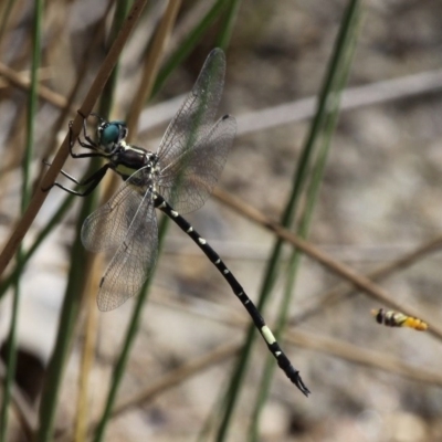 Parasynthemis regina