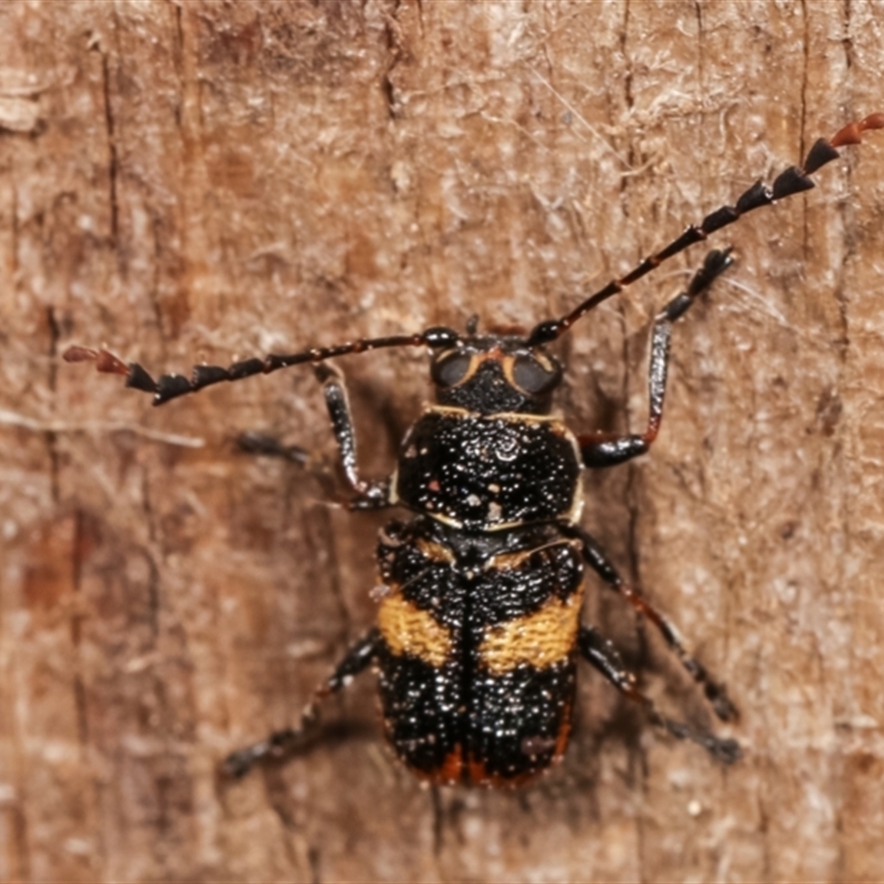 Aporocera (Aporocera) rufoterminalis