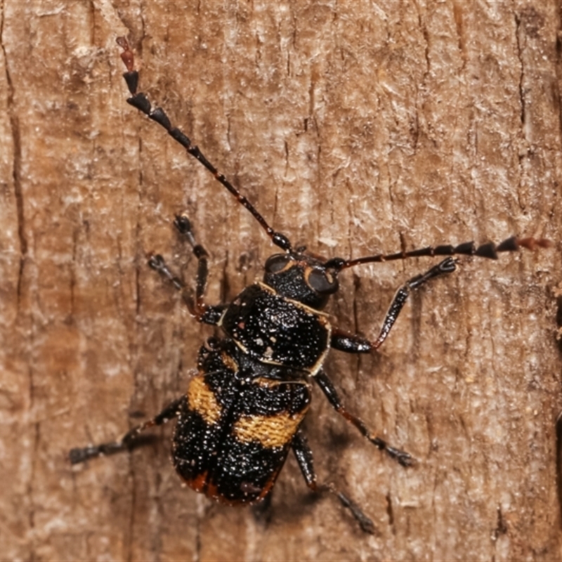 Aporocera (Aporocera) rufoterminalis