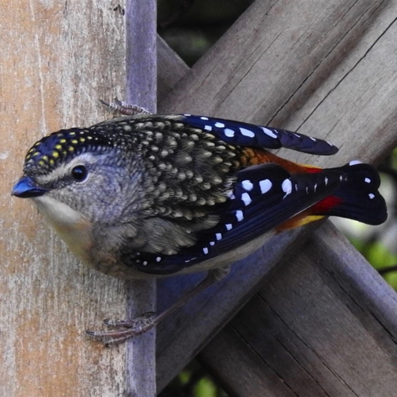 Pardalotus punctatus