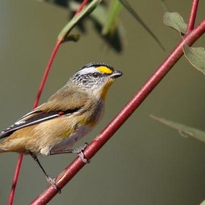 Pardalotus striatus