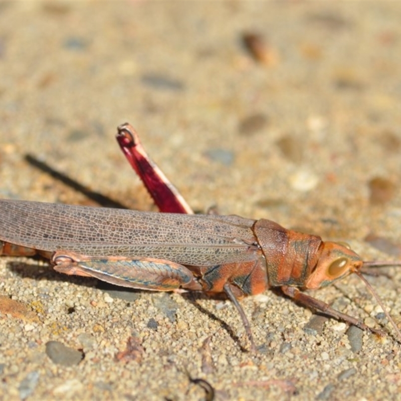 Pardillana limbata