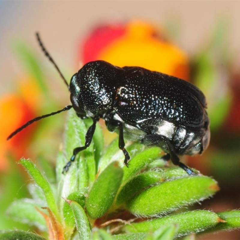 Aporocera (Aporocera) scabrosa