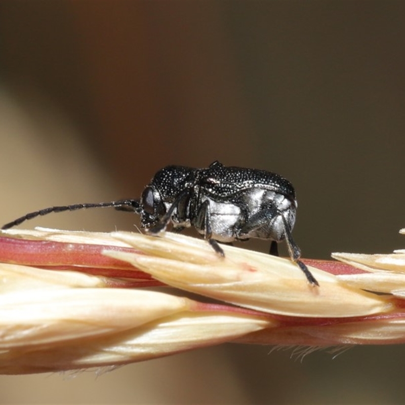 Aporocera (Aporocera) scabrosa