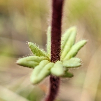 Parentucellia latifolia