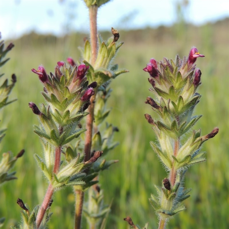 Parentucellia latifolia