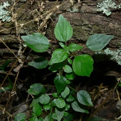 Parietaria debilis