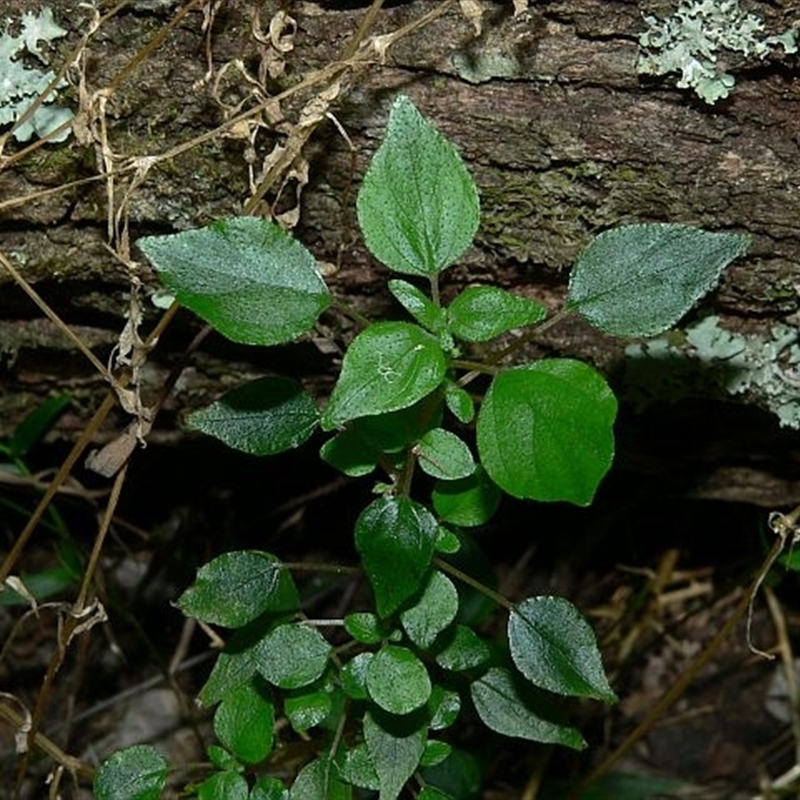 Parietaria debilis