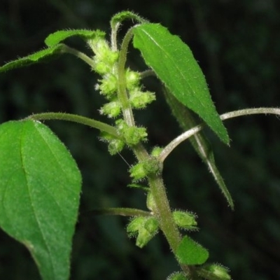 Parietaria debilis