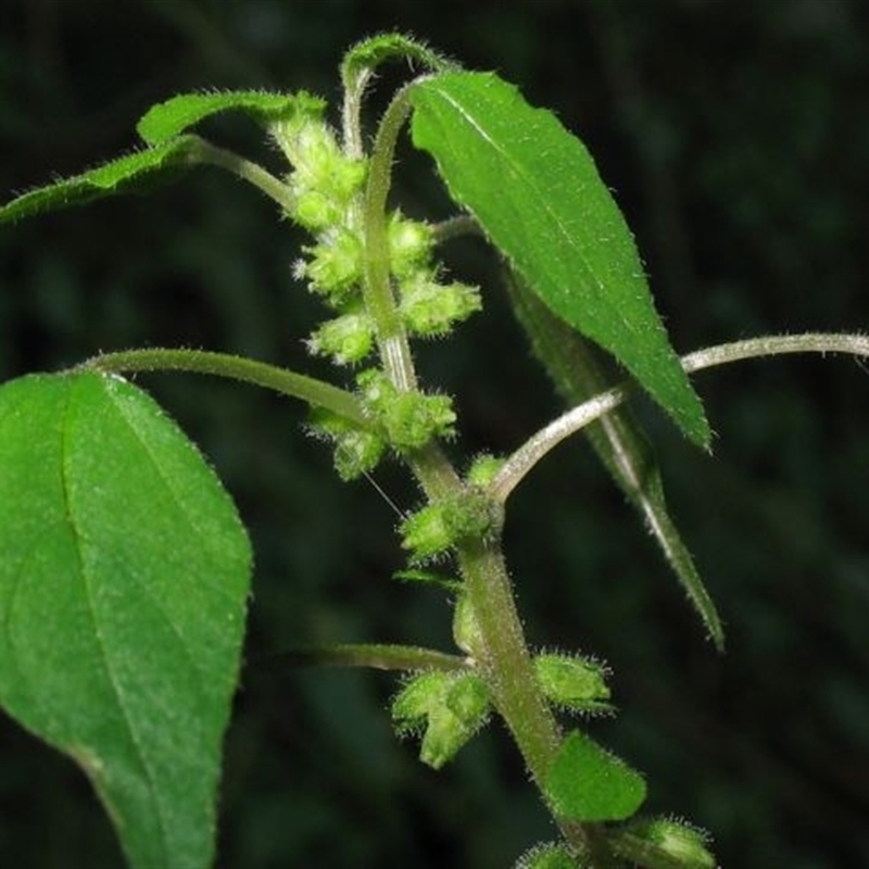 Parietaria debilis