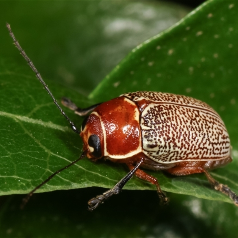 Aporocera (Aporocera) sculptilis